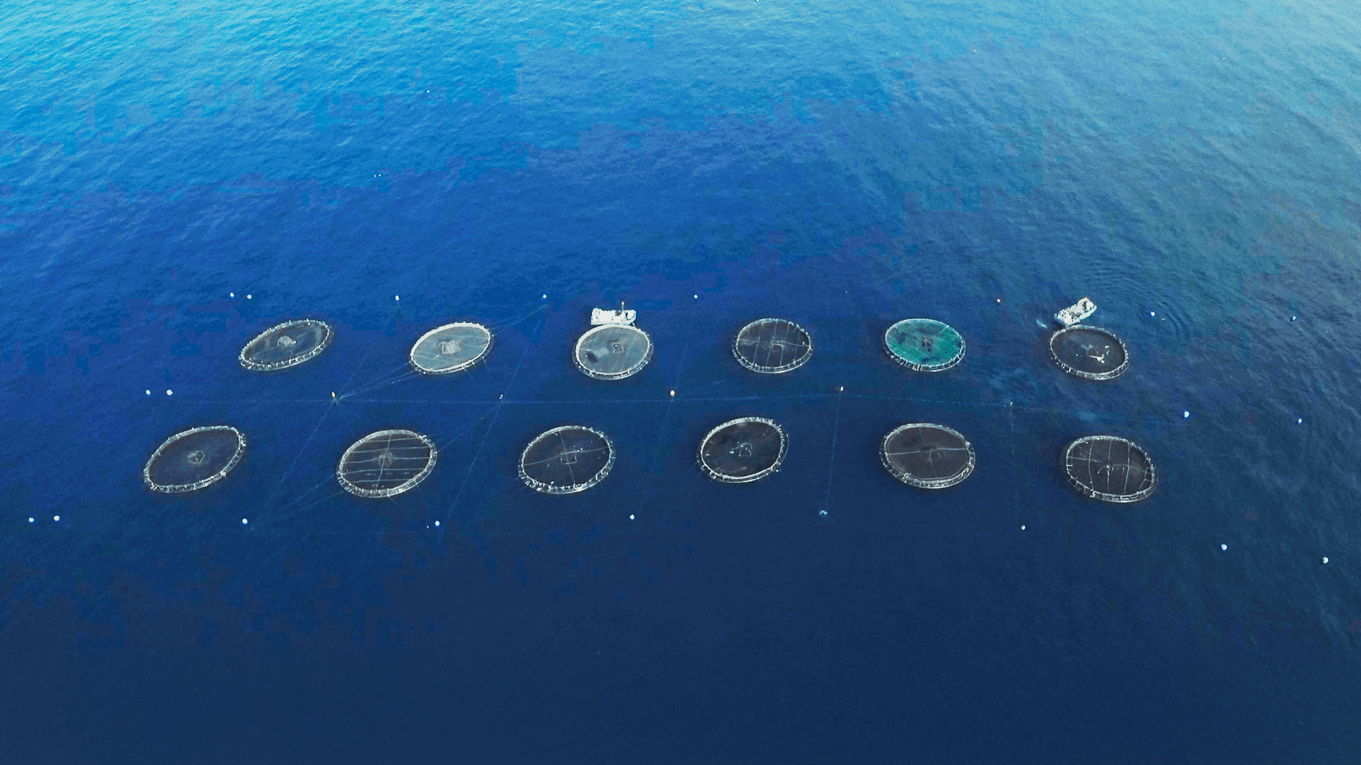 Jaulas de acuicultura en el sureste de Gran Canaria.